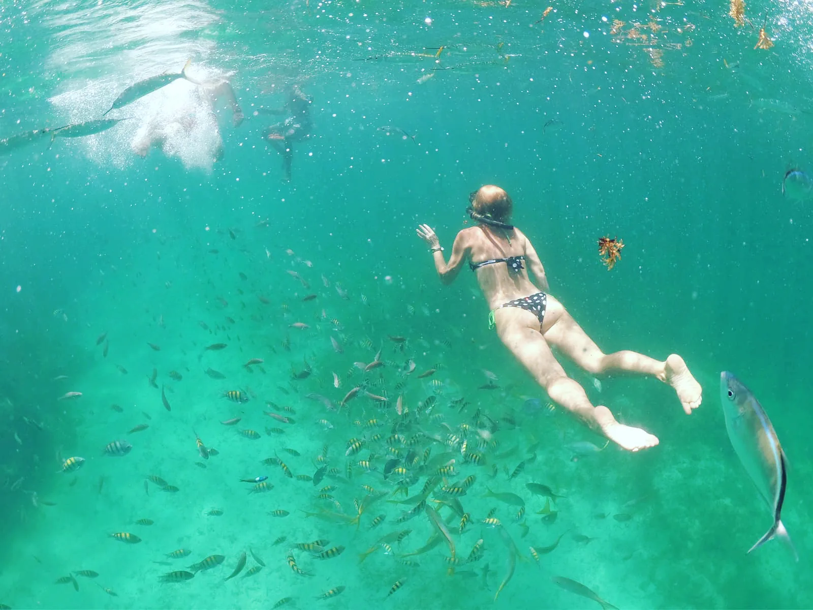 Dive into the blue