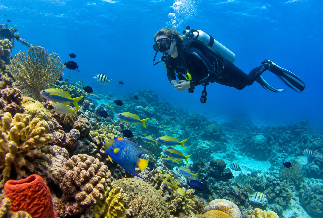 Catalina Island Diving & Snorkel